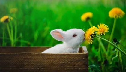 开云esports-伯明翰城取得三分，继续保级之路，伯明翰城市规划